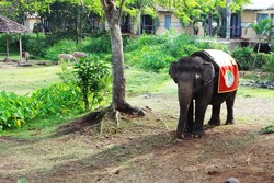 Cuma di Bali Safari, Sarapan Dijemput Naik Gajah!