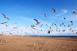 Gara-gara Burung Camar, Traveler Didenda Rp 2,2 Juta