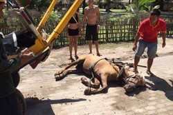 Ini Kata Traveler Soal Kuda Pingsan di Gili Trawangan