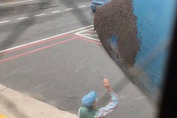 Diserbu Lebah, Traveler di Vietnam Terjebak Dalam Pesawat