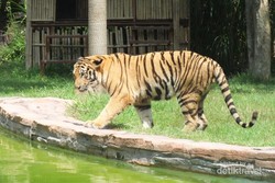 Tempat Melihat Kuda Nil dan Harimau Sumatera di Bali