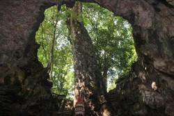 Penampakan Pohon Besar di Dalam Gua Gunungkidul