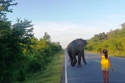 Ramai di Internet, Aksi Gadis Cilik Penghalau Gajah di Sri Lanka