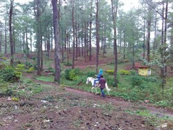 Asyiknya Berkuda di Hutan Pinus Malino, Sulsel