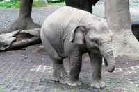 Potret Lucu Raflesia, Bayi Gajah Nan Menggemaskan dari Prigen