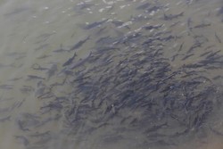 Bertemu Ikan Larangan di Sumbar