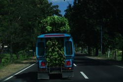 Mobil Pisang dari Sumbawa
