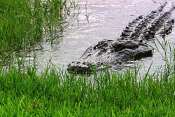 Tragis, Traveler Cilik Dimangsa Buaya di Walt Disney Resort AS