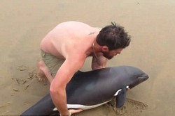 Selamatkan Lumba-lumba Terdampar, Traveler di Namibia Tuai Pujian