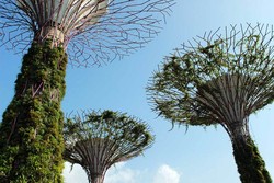 Inilah Pohon Paling Indah & Berguna di Singapura