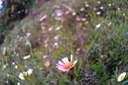 Tak Ada Habisnya Menikmati Dataran Tinggi Dieng