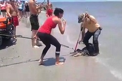 Momen Dramatis Saat Buaya 2 Meter Ditangkap di Pantai AS