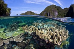 Turis Taiwan yang Doyan Menyelam di Indonesia