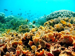 Kecantikan Bawah Laut Indonesia Dapat Penghargaan di Taiwan