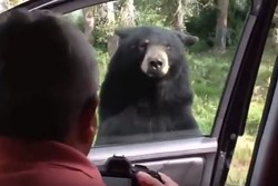 Ngeri, Beruang Buka Pintu Mobil Turis di Yellowstone, AS