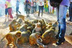 Cerita Desa di China yang Diteror Monyet