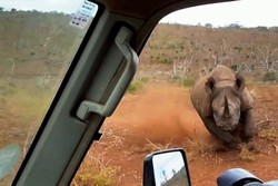 Badak Ngamuk Tabrak Mobil Turis di Afrika Selatan