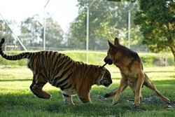 Kisah Persahabatan Harimau Sumatera dan Anjing di Kebun Binatang Australia