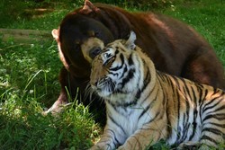 Ketika Harimau dan Beruang Bersahabat di Kebun Binatang AS