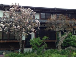 Indahnya Sakura di Takayama, Jepang