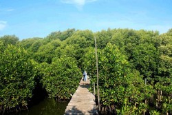Masih Libur? Yuk Jelajah Hijaunya Hutan Mangrove Jakarta