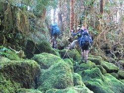 Menjelajahi Hutan Perawan Papua, Ini 5 Tipsnya!