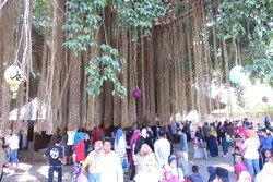 Pohon Keramat di Lombok Ini Dipercaya Bikin Enteng Jodoh & Rezeki