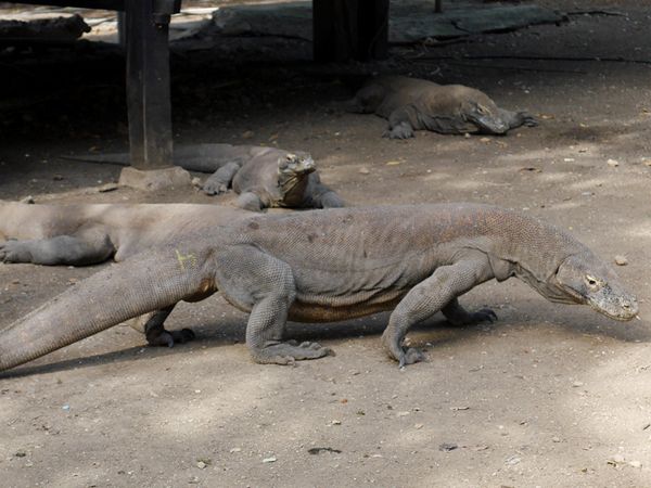 Begini Rasanya Bertemu Komodo di Pulau Rinca