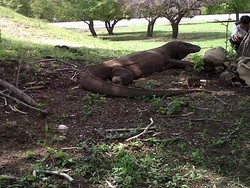 Indah Sekaligus Menantang, Melancong ke Pulau Komodo