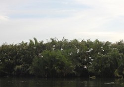 Menelusuri Habitat Rumah Bangau di Padang