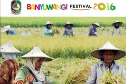 Kenalkan Tradisi Agraris, Banyuwangi Gelar Festival Padi