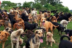 Kosta Rika Punya Surga Penampungan Anjing Terlantar