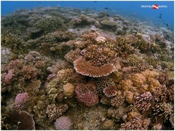 Foto Indahnya Bawah Laut Gorontalo