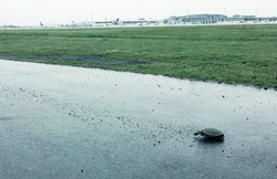 Karena Kura-kura Menyeberang, Banyak Penerbangan Delay di New York