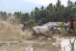 Serunya Nonton Pacu Jawi, Festival Balap Sapi Fenomenal di Sumbar