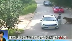 Video Harimau Serang dan Tewaskan Pengunjung Taman Safari