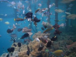 Surga Ikan Warna-warni di Sawinggrai, Raja Ampat