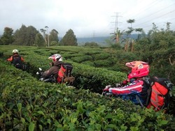 Menjelajah Kebun Teh di Cianten, Bogor