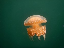 Bertemu Ubur-ubur Jinak di Sulteng