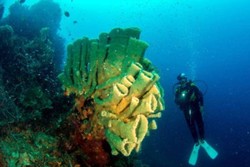 Pengalaman Menyelami Alam Bawah Laut Tobelo, Morotai, dan Jailolo