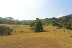 Keindahan Cagar Alam Pananjung di Pangandaran