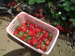 Asyiknya Wisata Petik Stroberi di Bali