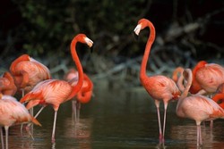 Kasihan, Burung Flamingo di Taman Rekreasi AS Diserang Turis Sampai Mati