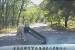 Auum! Harimau Curi Bemper Mobil Turis di Taman Safari China
