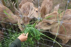 Bertemu Rusa Lucu di Taman Hutan Raya Bandung