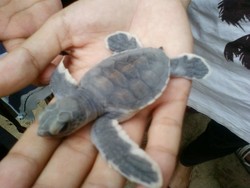 Liburan Bareng Penyu di Ujung Genteng, Asyik!