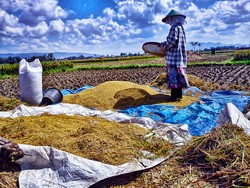 Perjuangan Seorang Petani