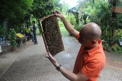 Yang Beda di Thailand, Datang ke Peternakan Lebah
