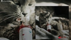 Wah! Di Amerika Ada Wine Khusus Kucing