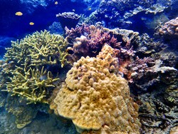 Surga Bawah Laut Banten